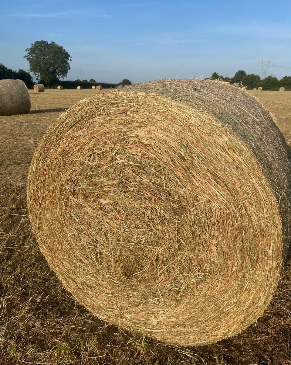Hay for sale - Image 1