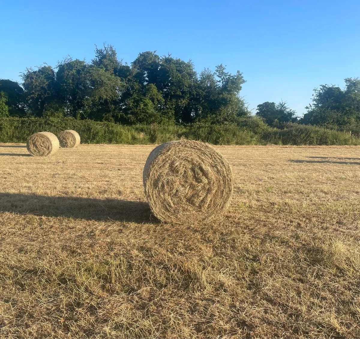 Hay for sale - Image 4