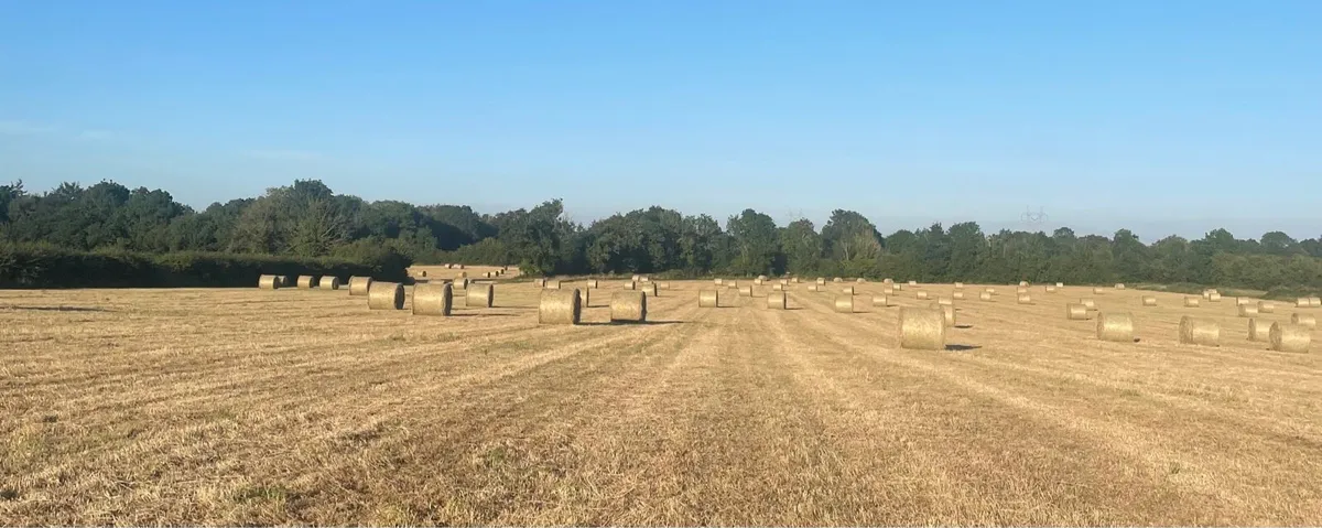 Hay for sale - Image 2