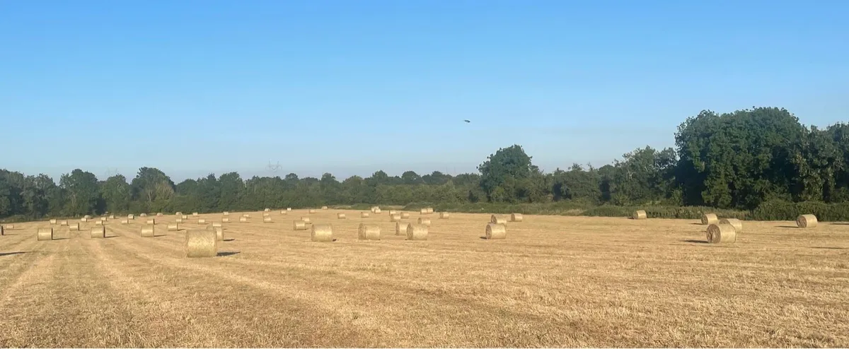 Hay for sale - Image 3