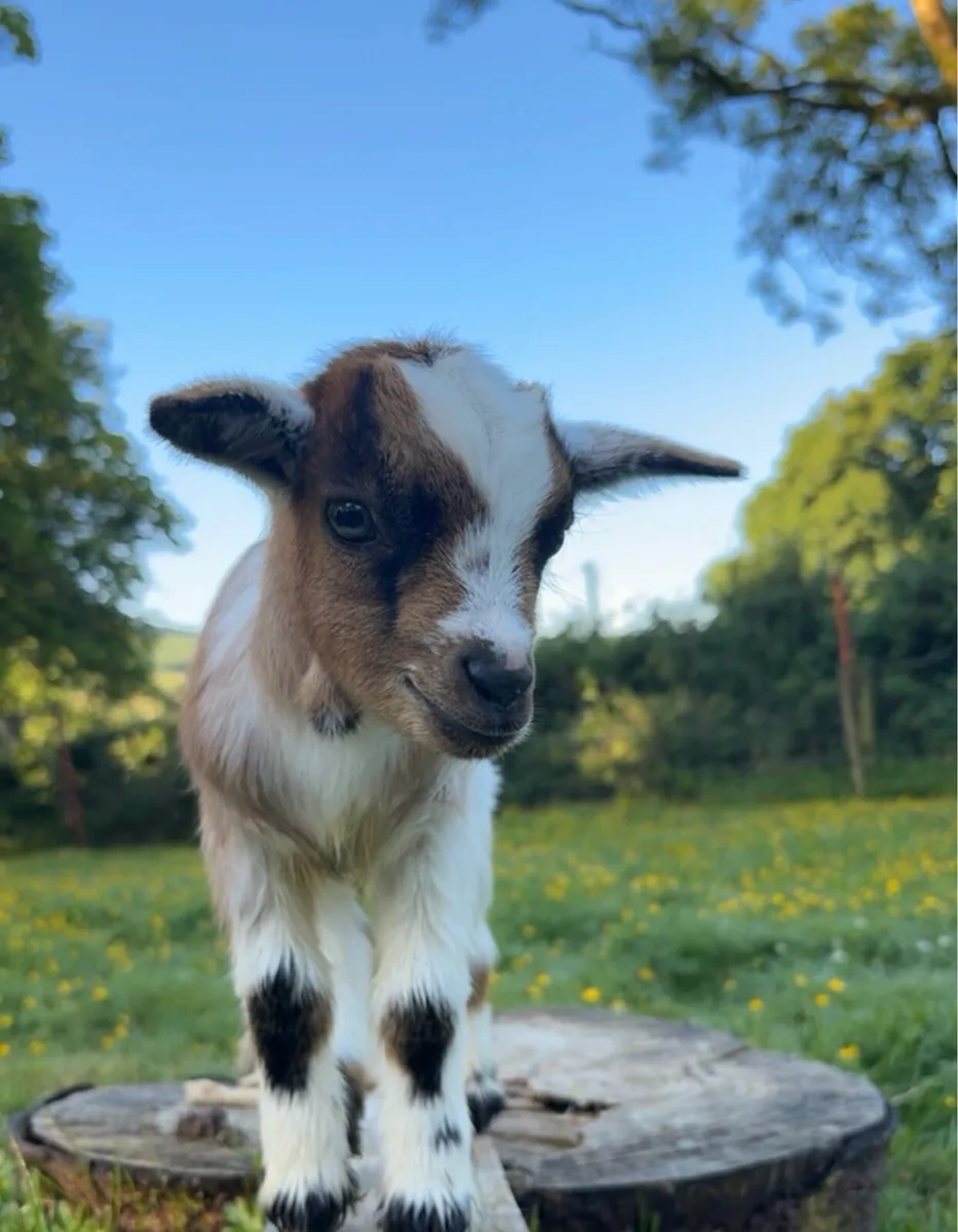 Pygmy Goats - Image 1