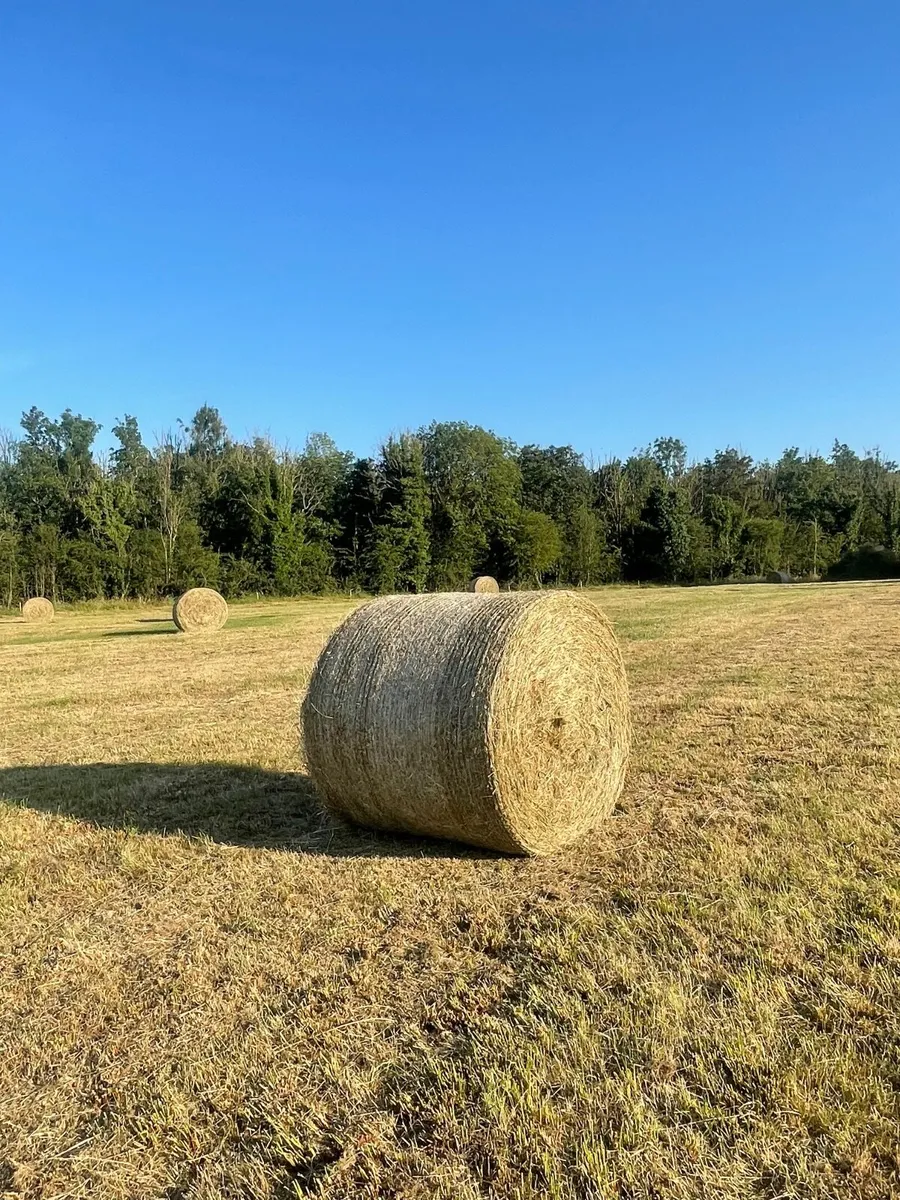 Hay - Image 2