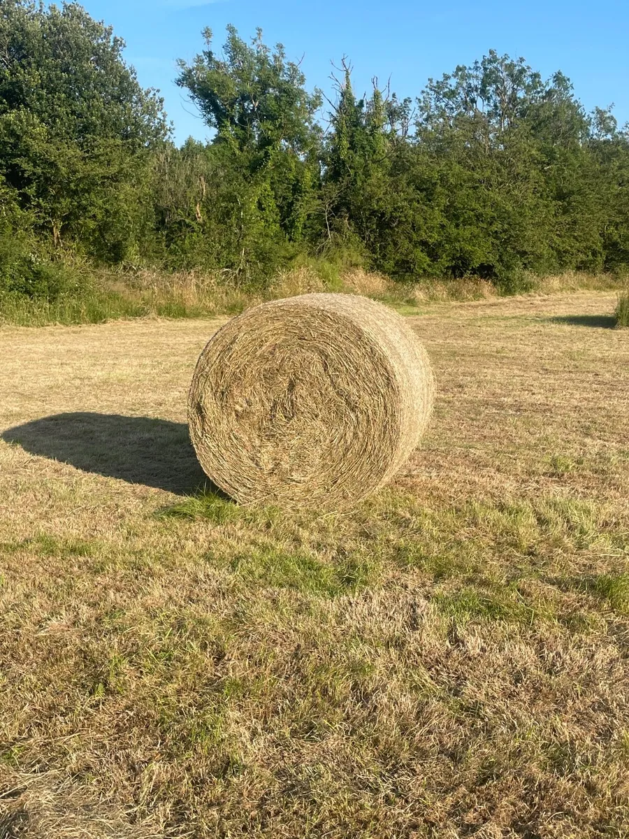 Hay - Image 3