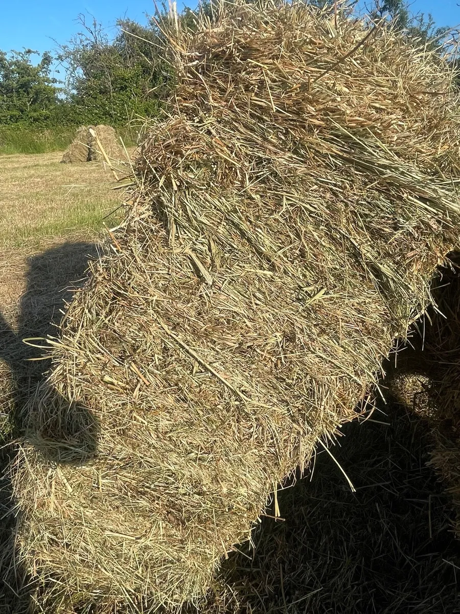 Hay - Image 4