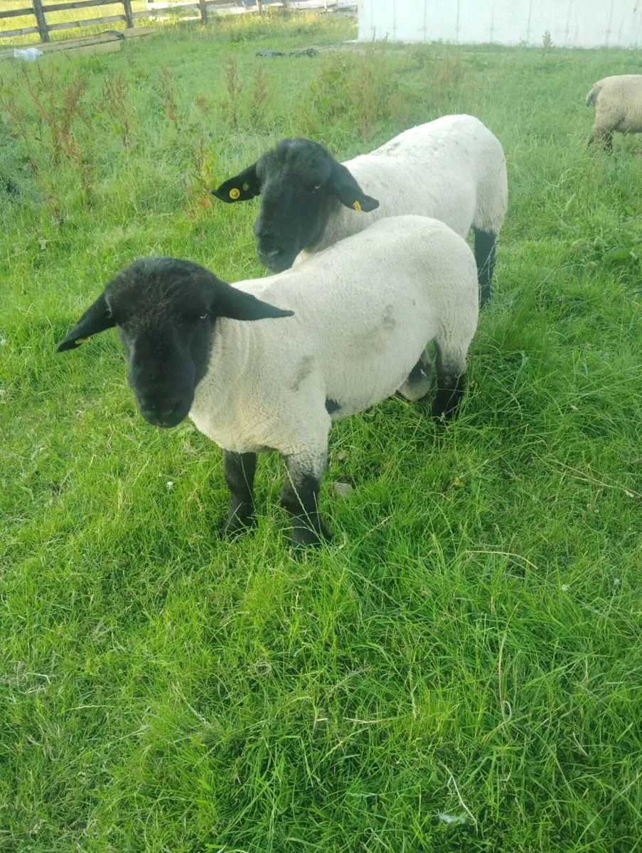 Suffolk Hoggets Rams - Image 1