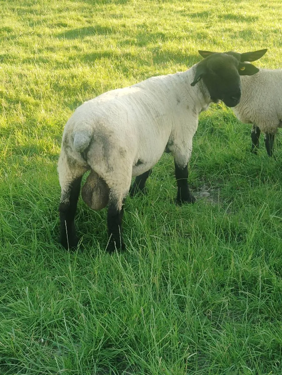 Suffolk Hoggets Rams - Image 2