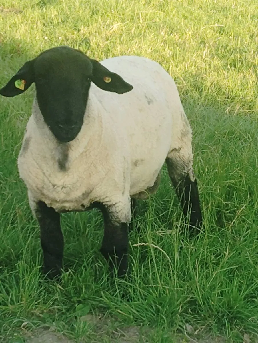 Suffolk Hoggets Rams - Image 3