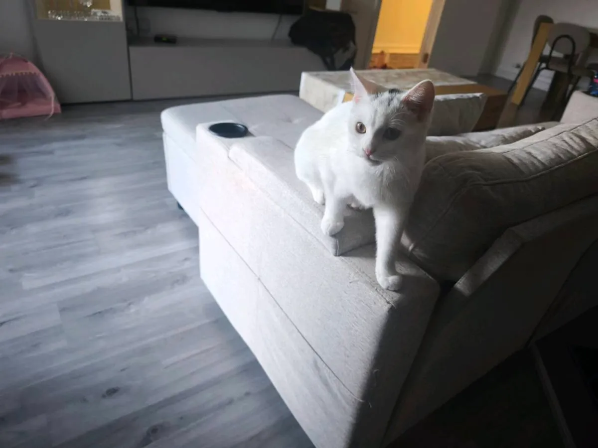 White British Shorthair Kitten - Image 2