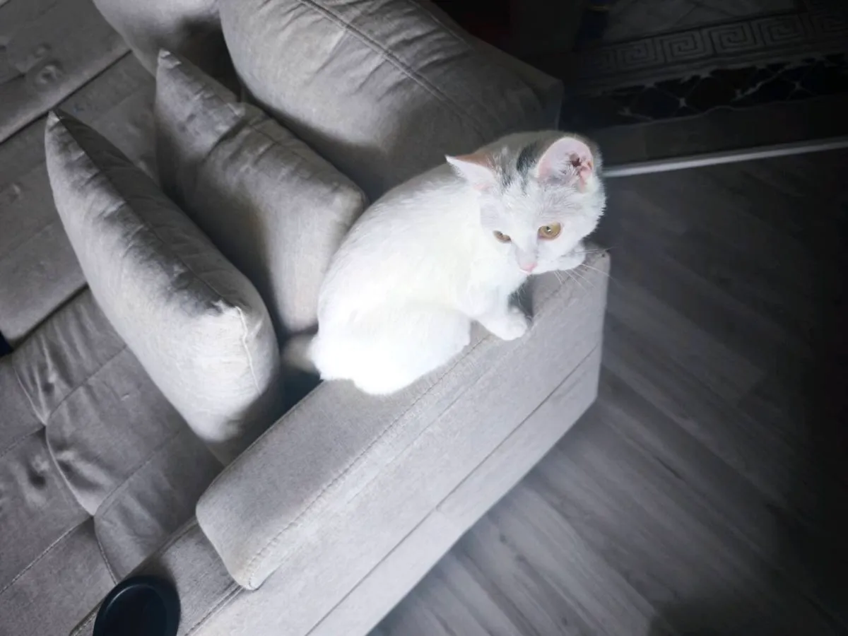 White British Shorthair Kitten - Image 1