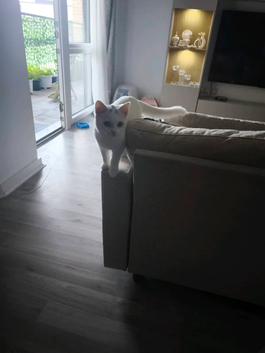 White British Shorthair Kitten - Image 3