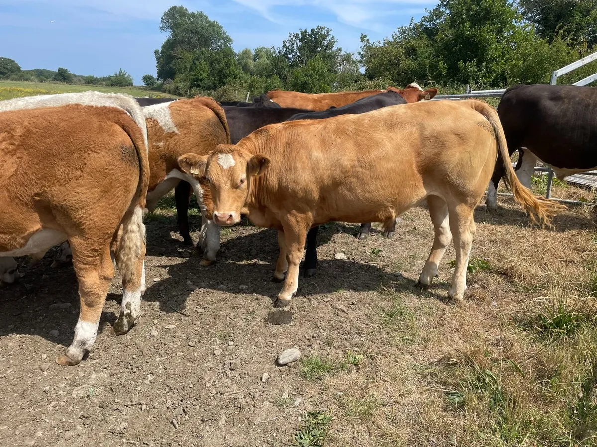 19 Organic store cattle Carnew Mart today - Image 2