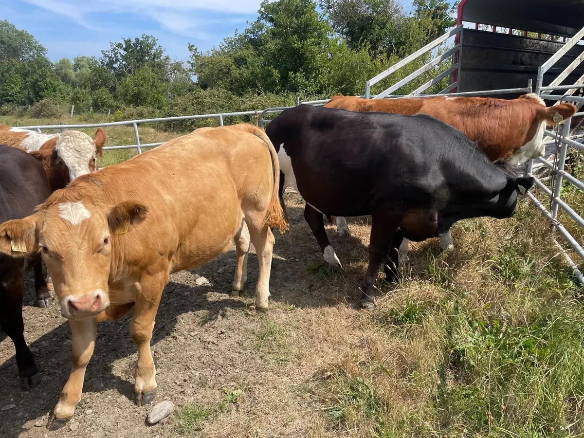 19 Organic store cattle Carnew Mart today - Image 3