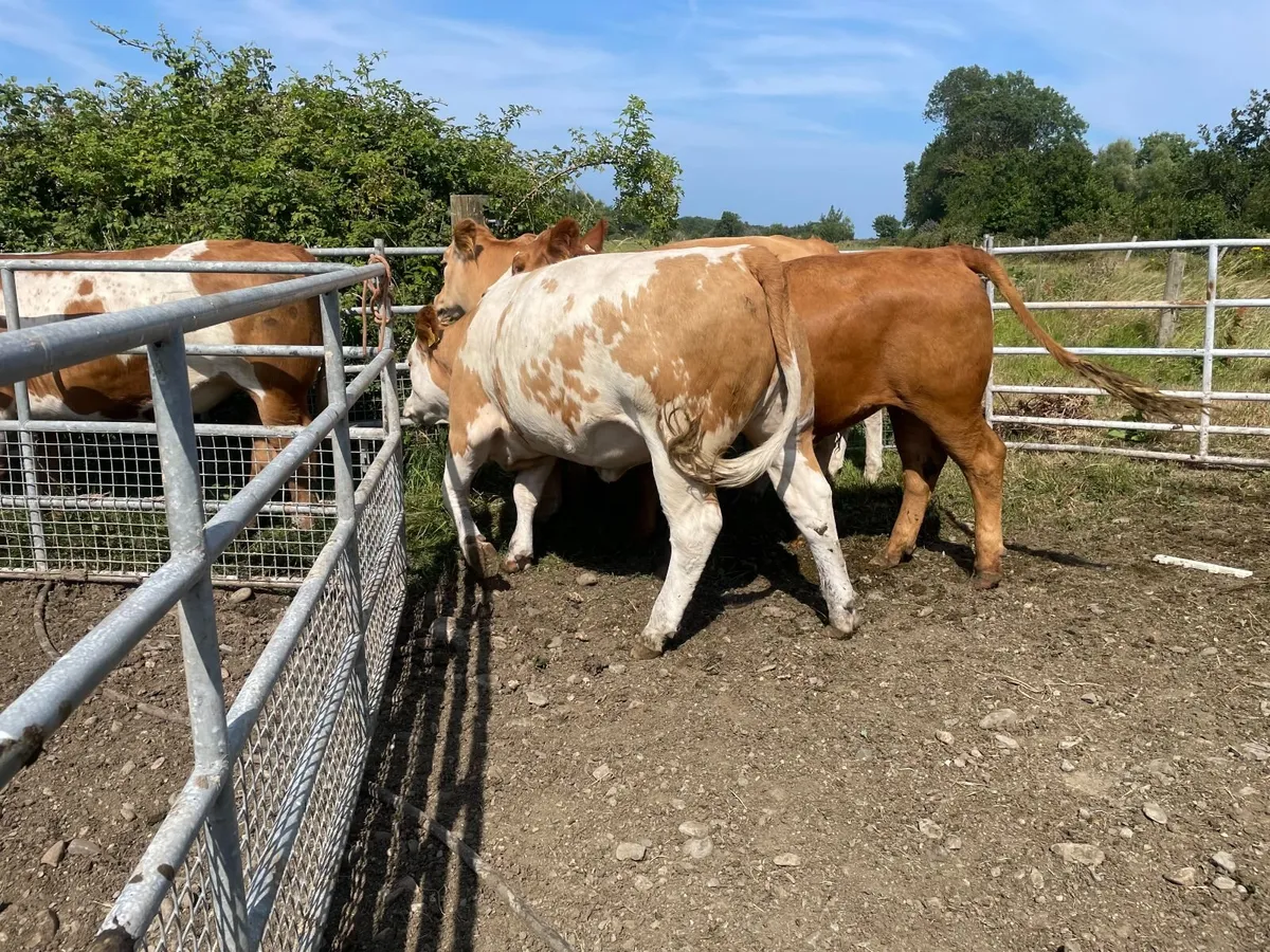 19 Organic store cattle Carnew Mart today - Image 4
