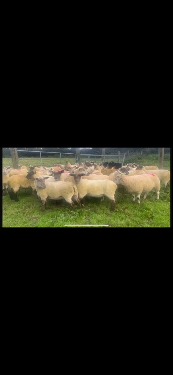 Super Suffolk hogget ewes - Image 1