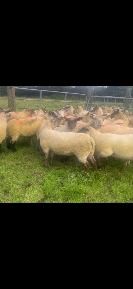 Super Suffolk hogget ewes - Image 2