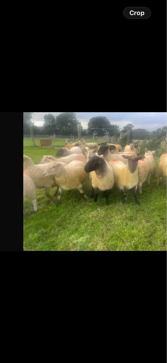 Super Suffolk hogget ewes - Image 3