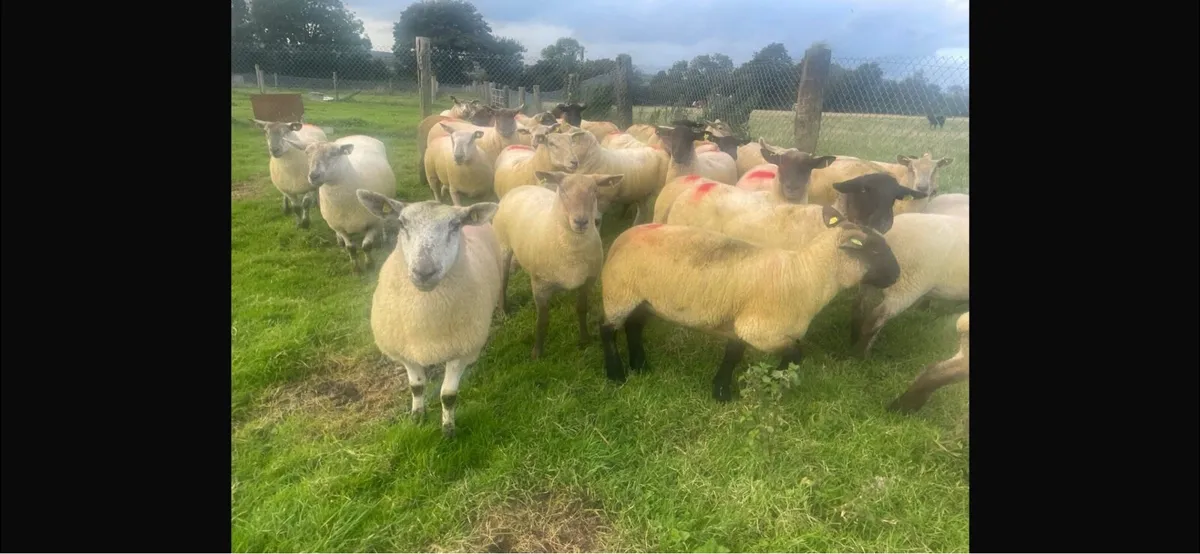 Super Suffolk hogget ewes - Image 4