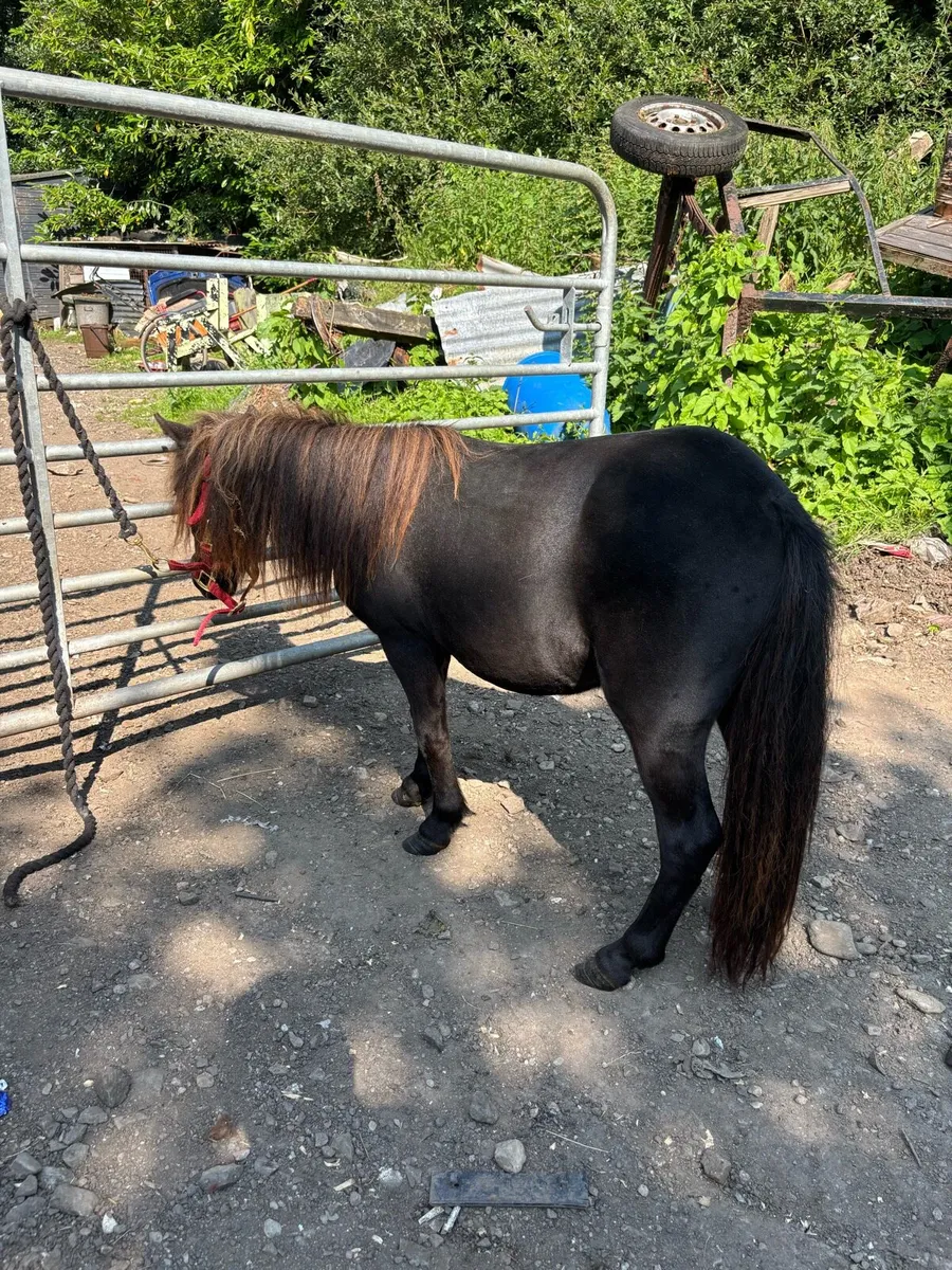 Miniature Shetland - Image 1