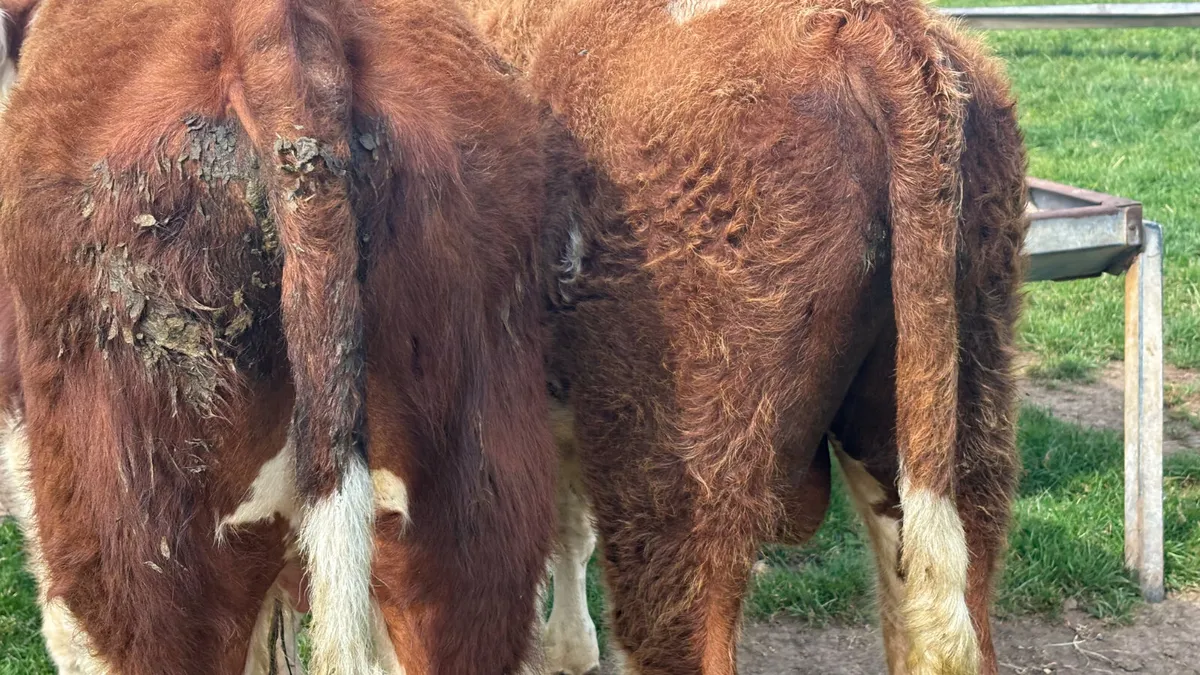 2 Red White Head Bulloks - Image 4