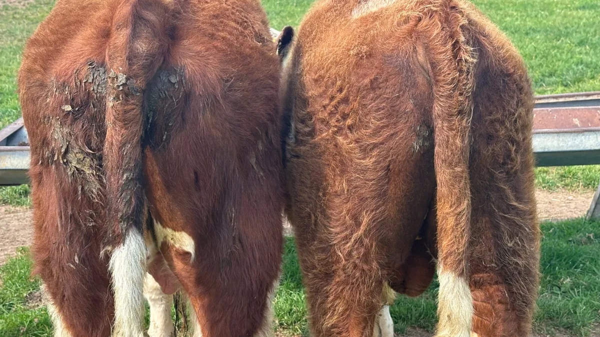 2 Red White Head Bulloks - Image 2