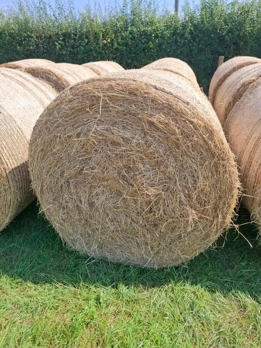 Hay - Image 1
