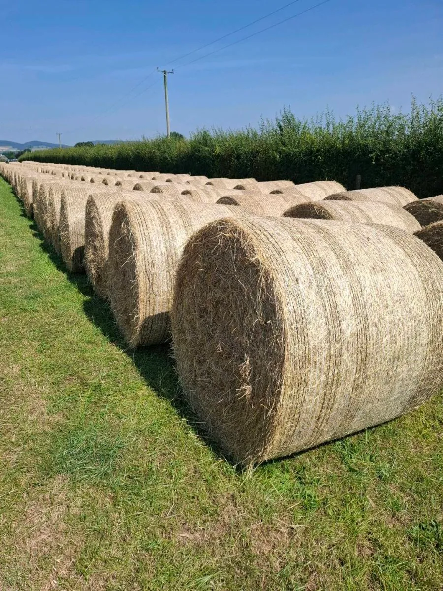 Hay - Image 2