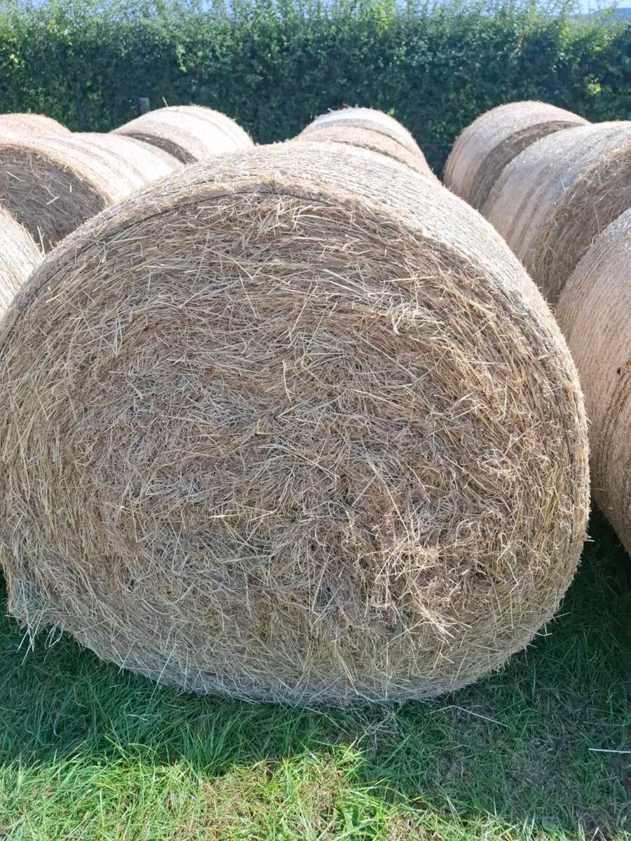 Hay - Image 3