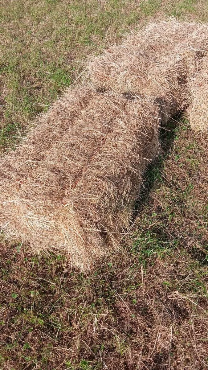 Square Hay Bales - Image 1