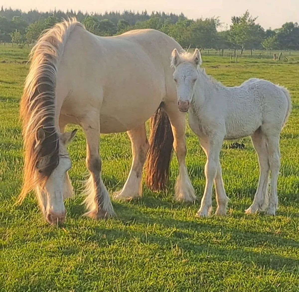 Cob Mare and Colt Foal - Image 3