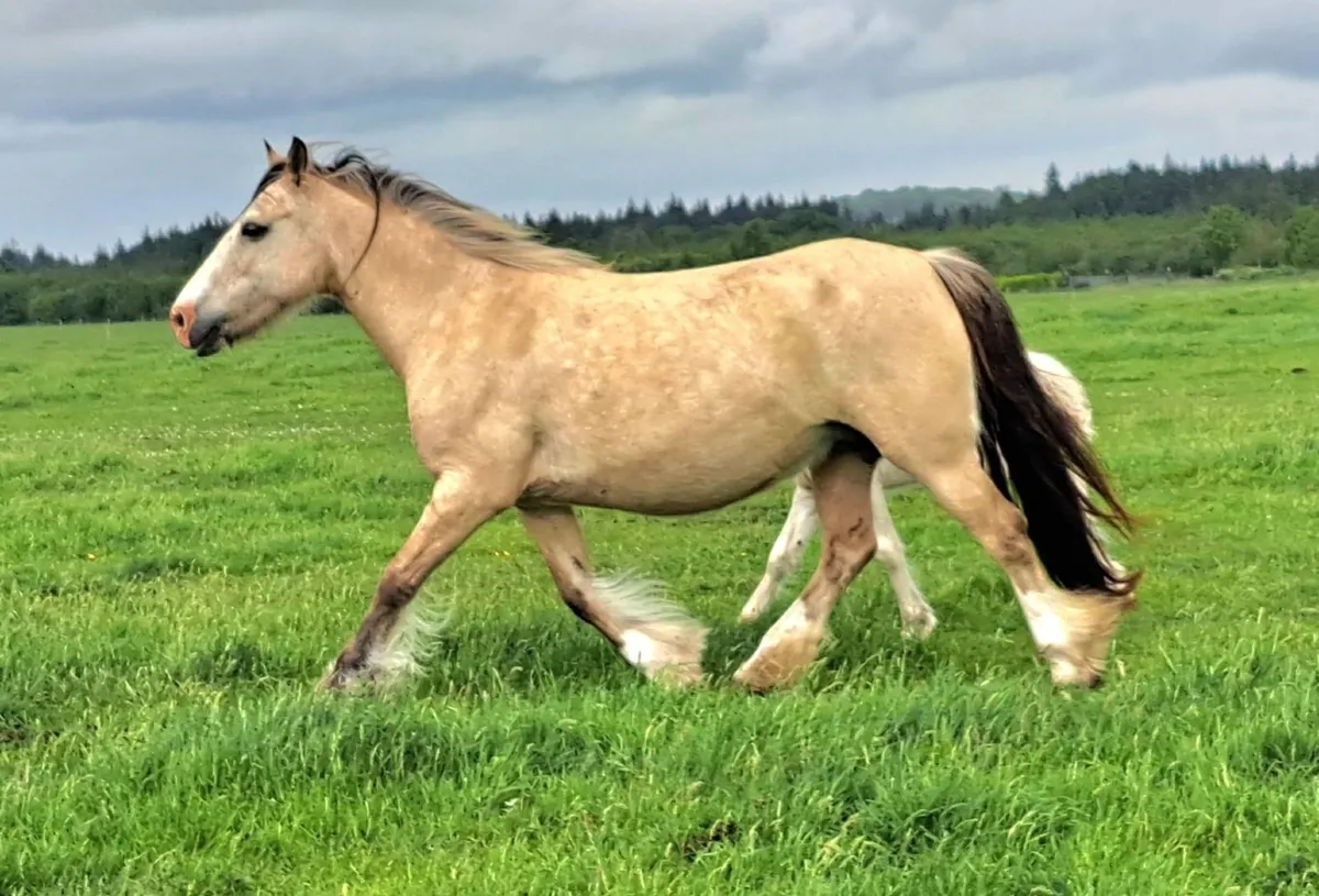 Cob Mare and Colt Foal - Image 4