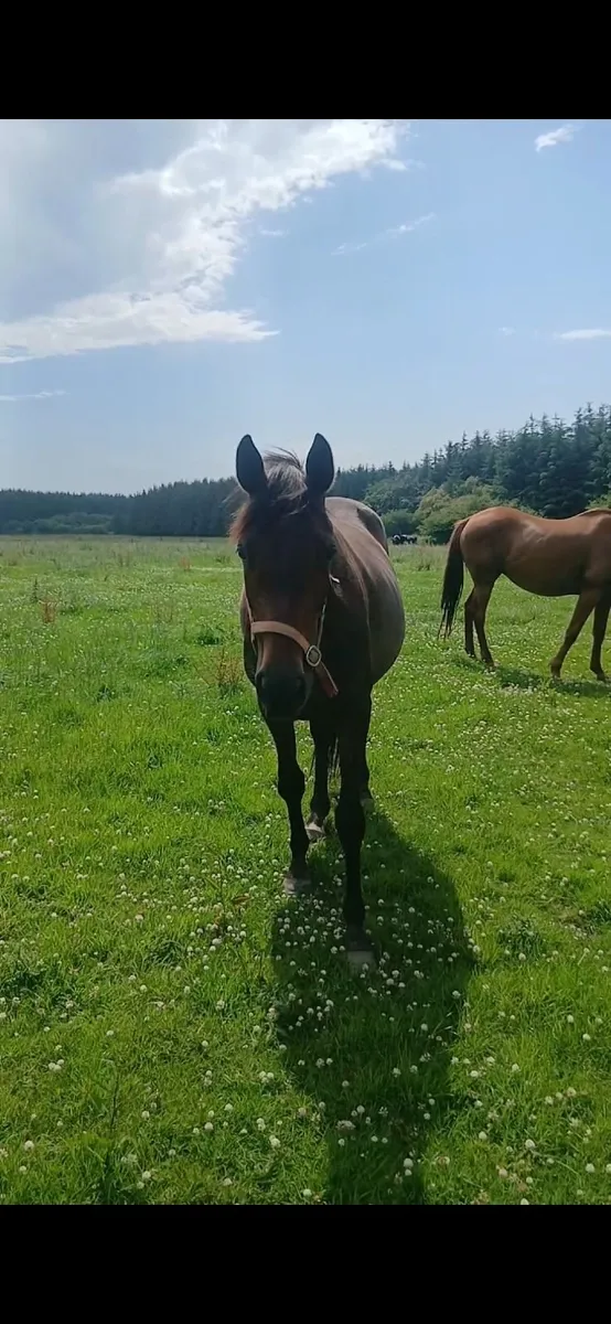 3 year old mahler filly - Image 1