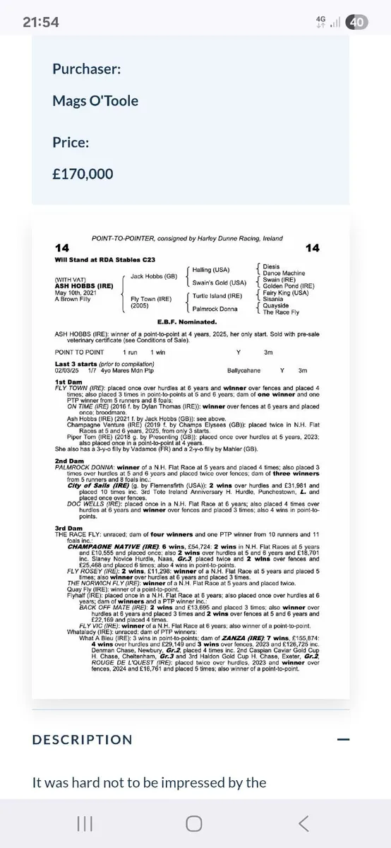 3 year old mahler filly - Image 2