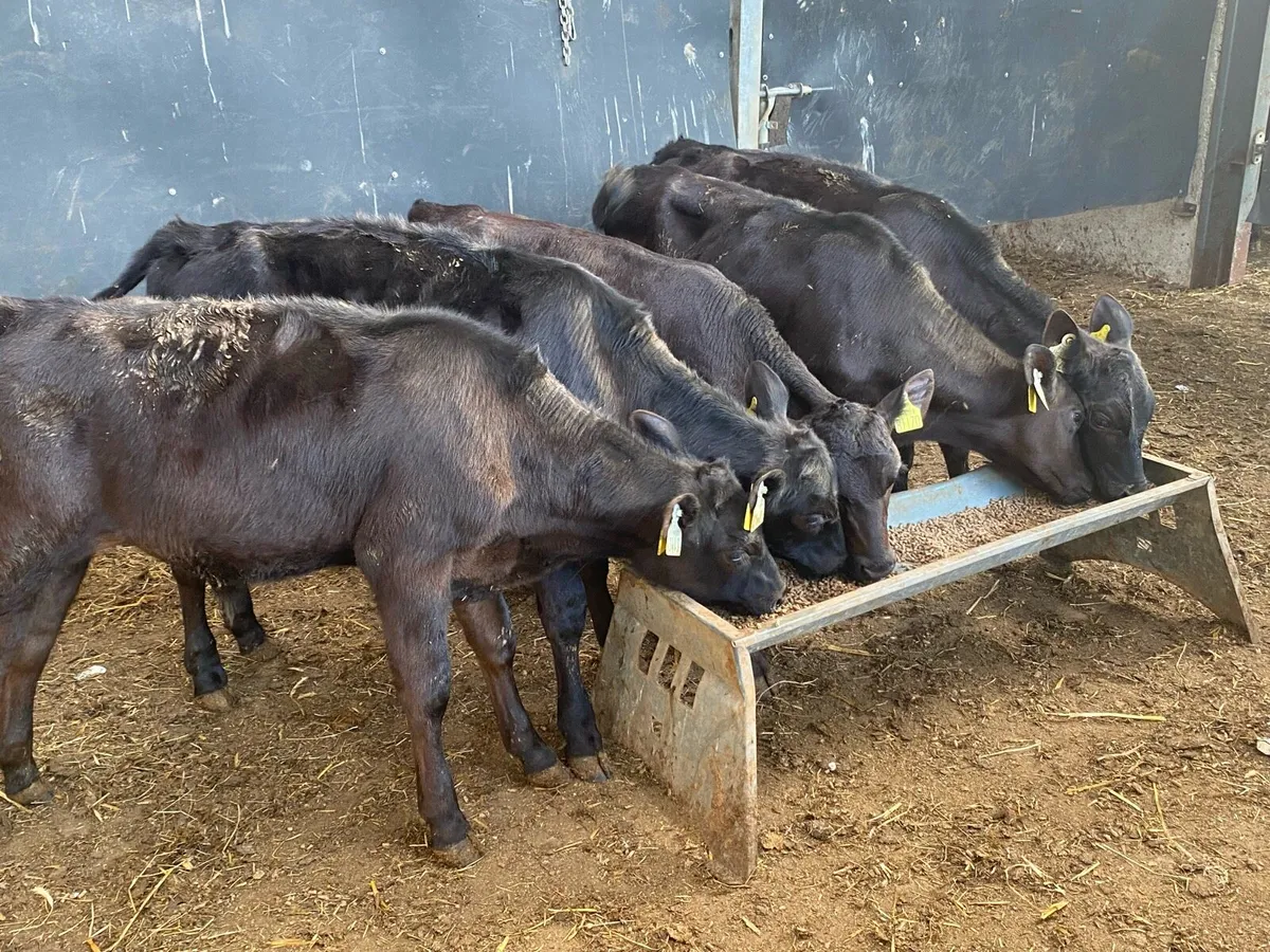 5 Reared Angus Bulls 4 Months Old @ Lissava - Image 1