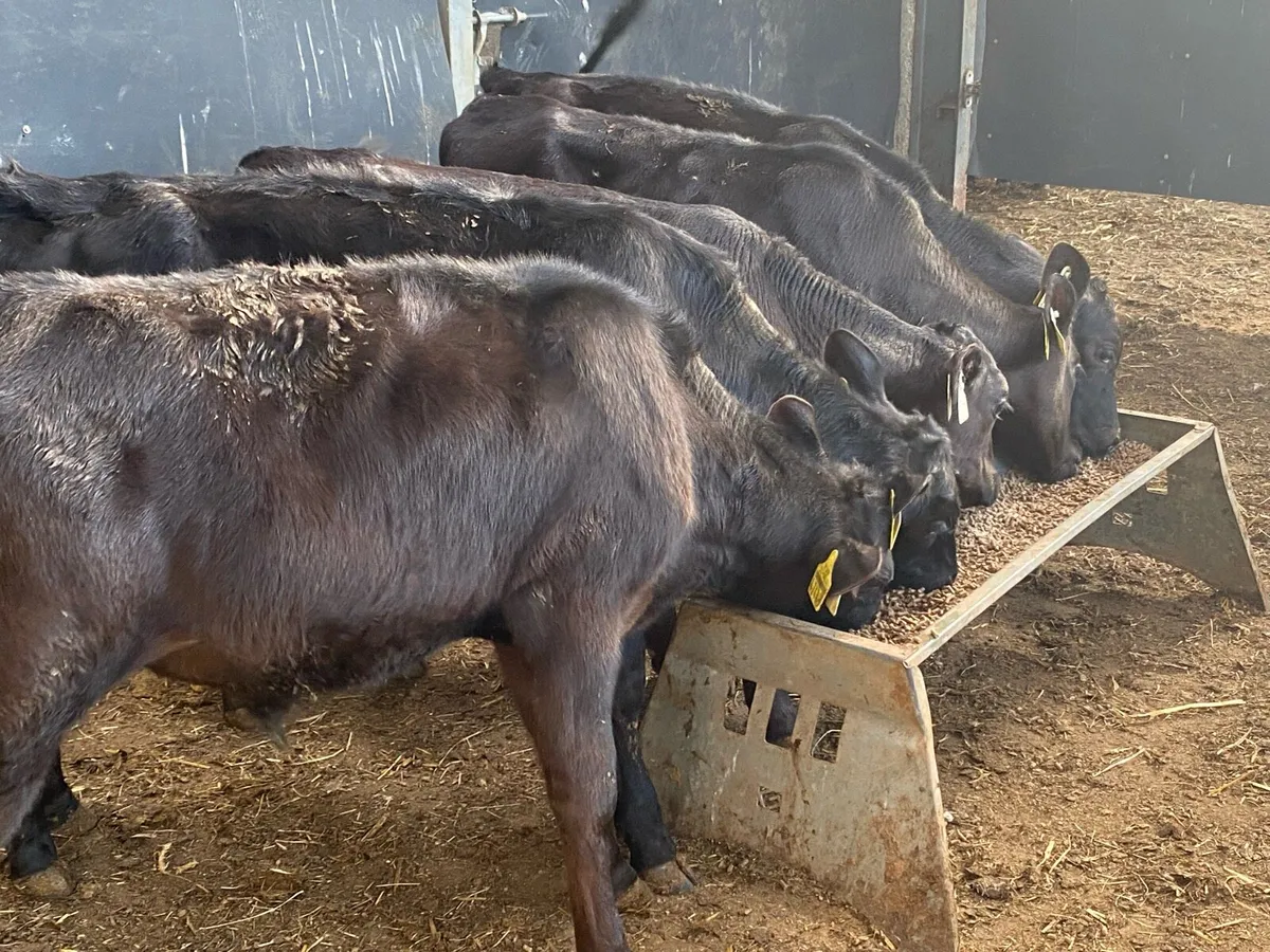 5 Reared Angus Bulls 4 Months Old @ Lissava - Image 2