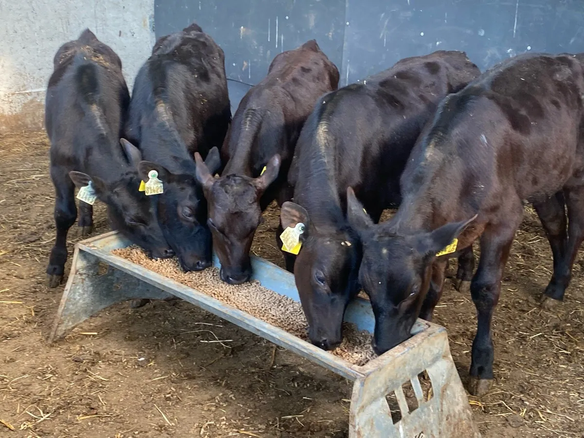 5 Reared Angus Bulls 4 Months Old @ Lissava - Image 3