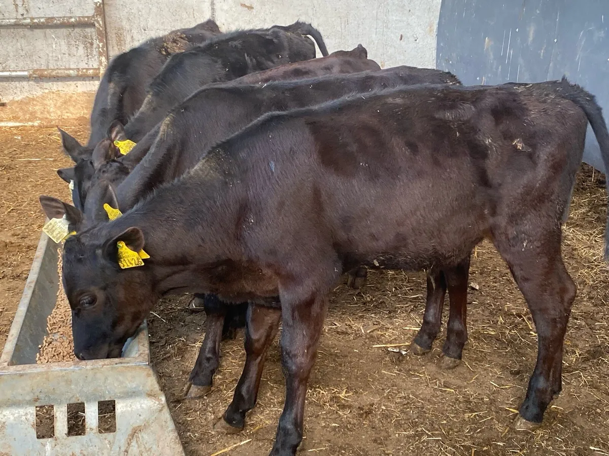 5 Reared Angus Bulls 4 Months Old @ Lissava - Image 4