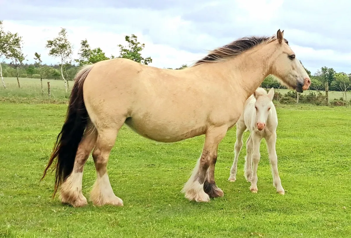 Cob Mare and Colt Foal - Image 2