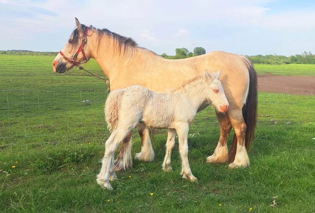 Cob Mare and Colt Foal - Image 1