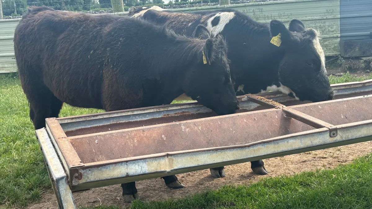 2 Suckler Bred Angus Heifers - Image 4