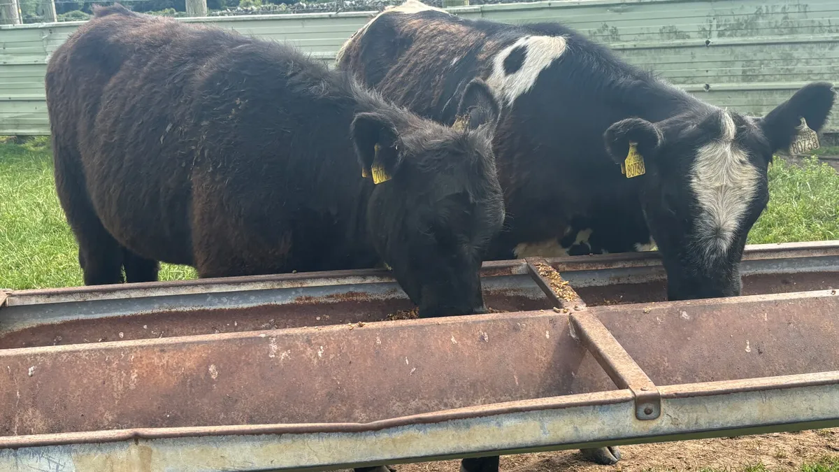 2 Suckler Bred Angus Heifers - Image 1