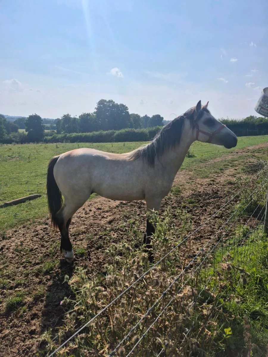 Connemara dun colt - Image 1