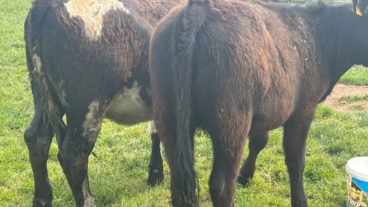 2 Suckler Bred Angus Heifers - Image 2