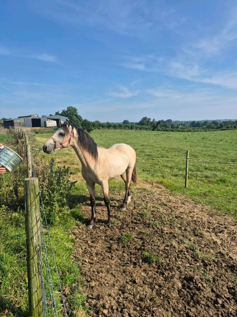 Connemara dun colt - Image 3