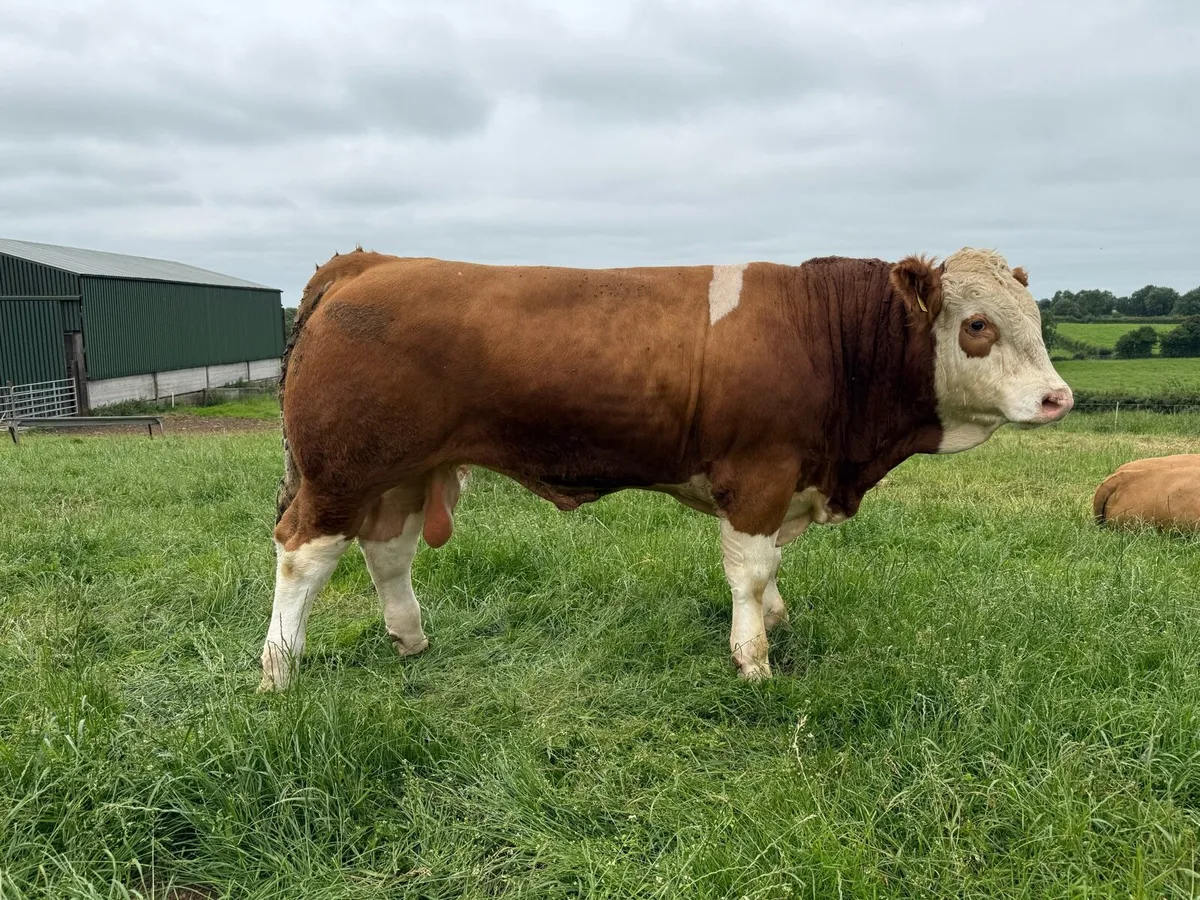 Simmental bulls - Image 2