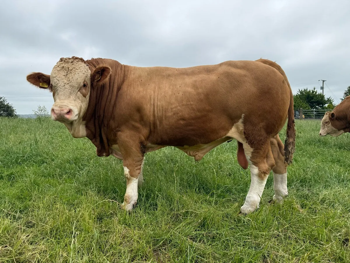 Simmental bulls - Image 1