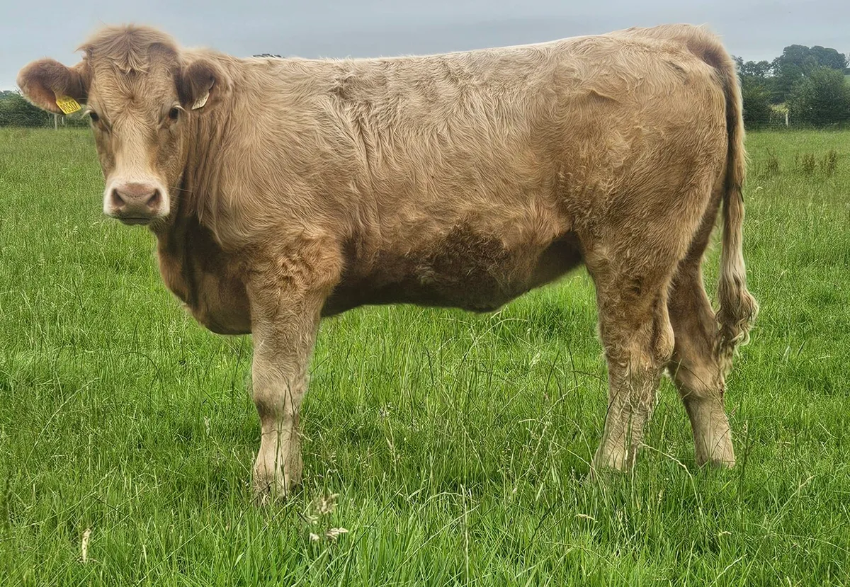 For sale at Balla mart Saturday 18th - Image 2