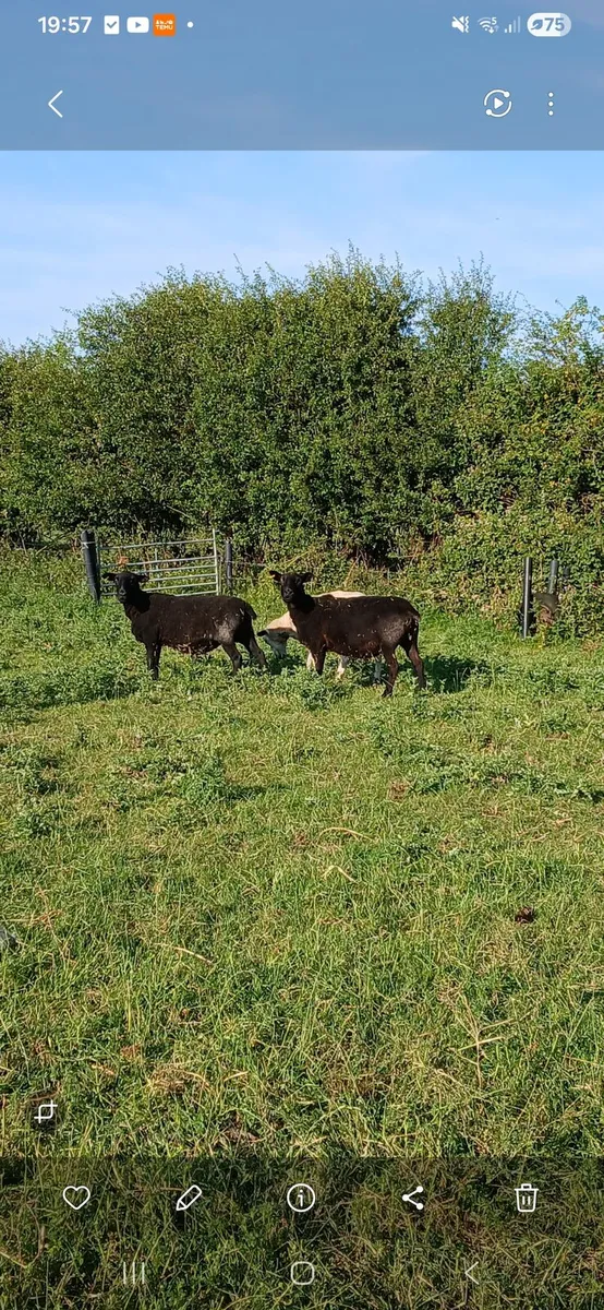 Sheep - Image 2