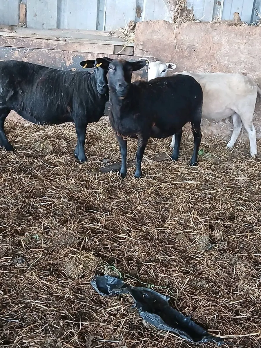 Sheep - Image 3