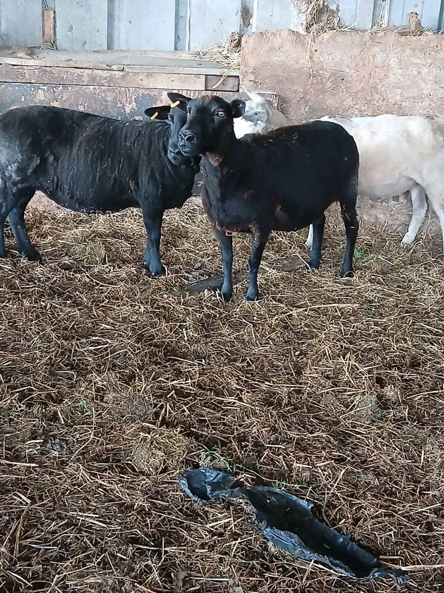 Sheep - Image 1