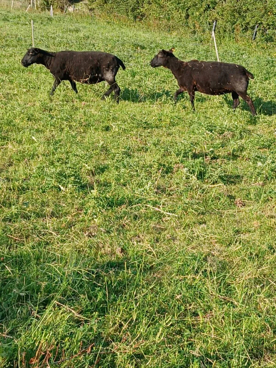Sheep - Image 4